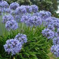 Agapanthus